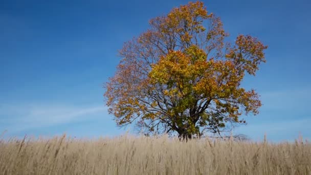 显示的颜色和秋天的枫叶树 — 图库视频影像