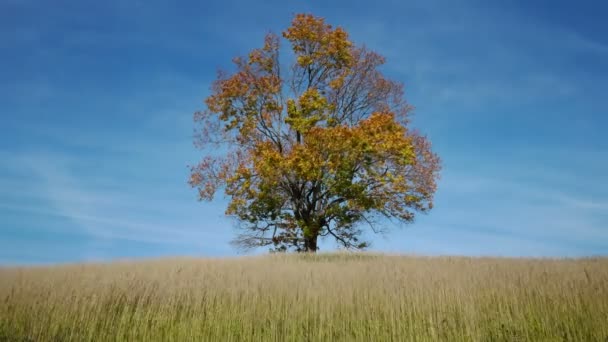 Árbol de arce mostrando los colores del otoño — Vídeos de Stock