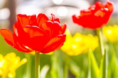 lale arka plan, kırmızı ve sarı çiçek