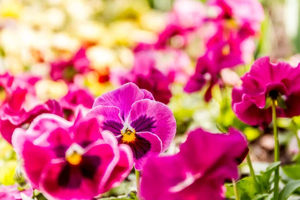 Verse bloemen achtergrond — Stockfoto