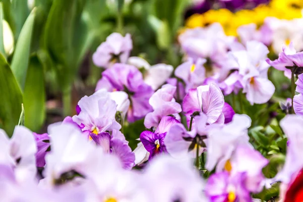 Frische Blume Hintergrund — Stockfoto