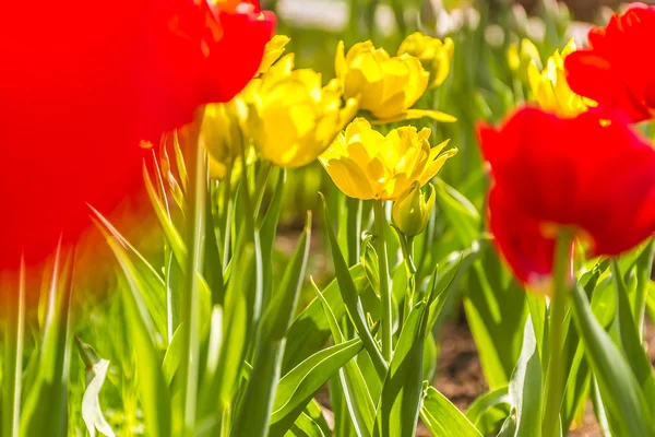 Sfondo tulipani, fiori rossi e gialli — Foto Stock