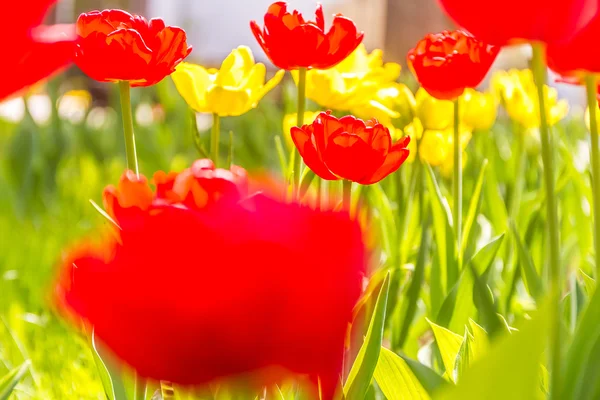 郁金香背景, 红色和黄色花 — 图库照片