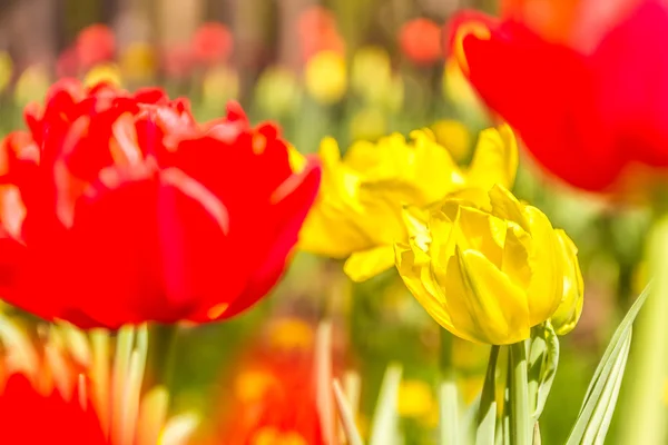 Fond de tulipes, fleurs rouges et jaunes — Photo