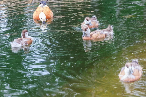 Утки и утята плавают в пруду — стоковое фото