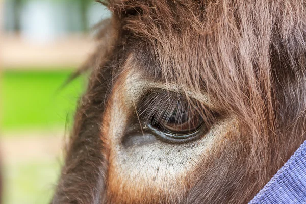 Donkey's Eye z bliska — Zdjęcie stockowe
