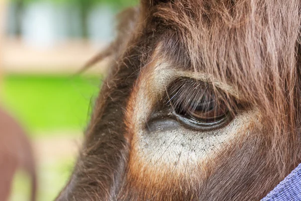 Närbild på donkey's eye — Stockfoto