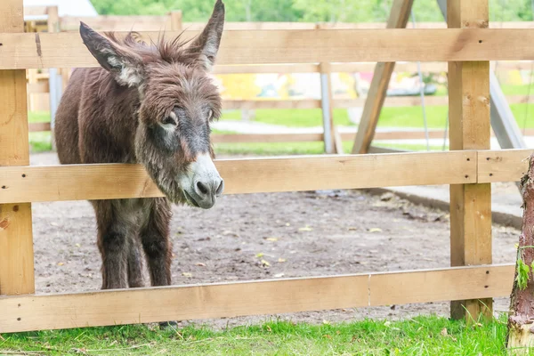 Donkey on farm behind wooden fence — Stock Photo, Image