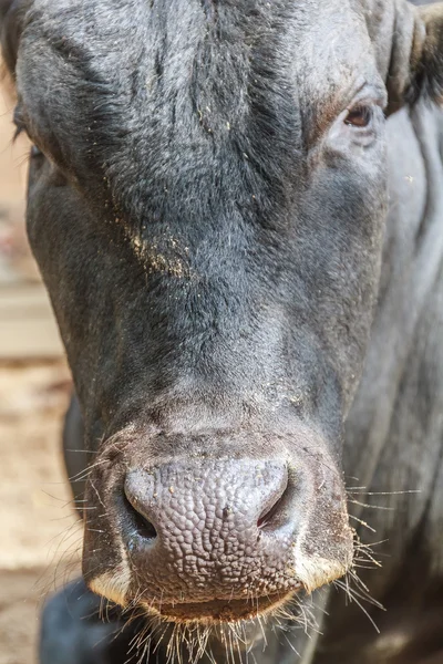 Close up of cow's head — Stock Photo, Image