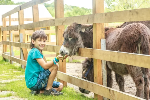 outdoor portrait of young happy young boy feeding donkey on farm