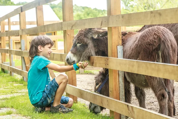 Utomhus porträtt av ung glad ung pojke utfodring åsna på gård — Stockfoto