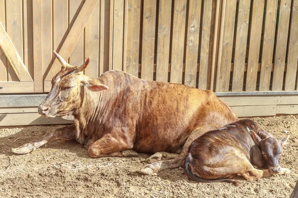 Jonge kalf met koe op de boerderij — Stockfoto