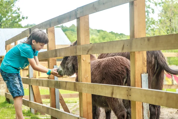 Outdoor portrait of young happy young boy feeding donkey on farm — Stock Photo, Image