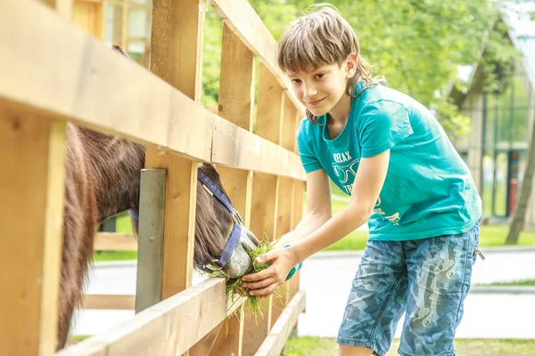 Retrato al aire libre de joven feliz joven burro de alimentación en la granja —  Fotos de Stock