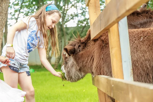 Outdoor portrait of young happy young girl feeding donkey on far — Stock Photo, Image
