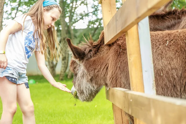 Retrato ao ar livre de jovem menina feliz alimentando burro de longe — Fotografia de Stock