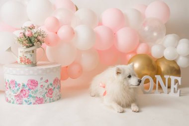 Bir yıl kız doğum günü stüdyo dekorasyonu