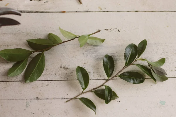 Blommor Verkstad Färska Blommor Arrangemang — Stockfoto