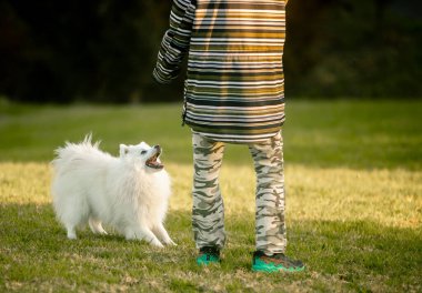 Tatlı beyaz köpek Japon spitz yavrusu dışarıda ailesiyle oynuyor.