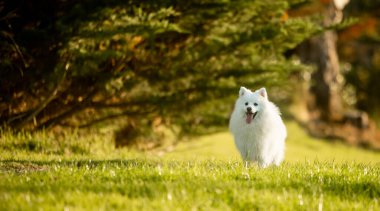 Beyaz sevimli köpek Japon spitz köpek yavrusu.
