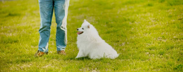 Lindo Blanco Perro Japonés Spitz Cachorro Jugando Aire Libre Con — Foto de Stock