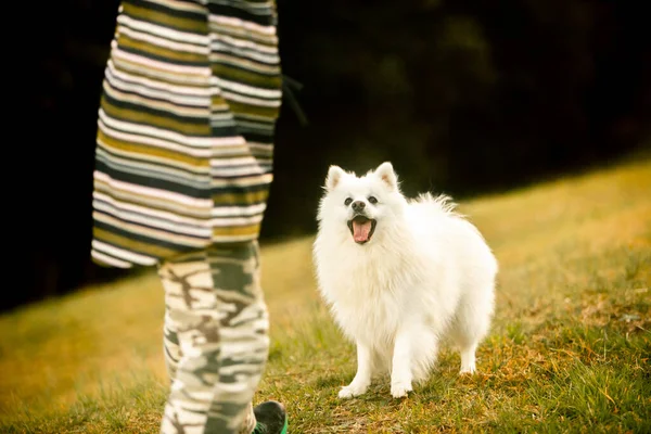 Cute White Dog Japanese Spitz Puppy Playing Outdoors Family — Stock Photo, Image