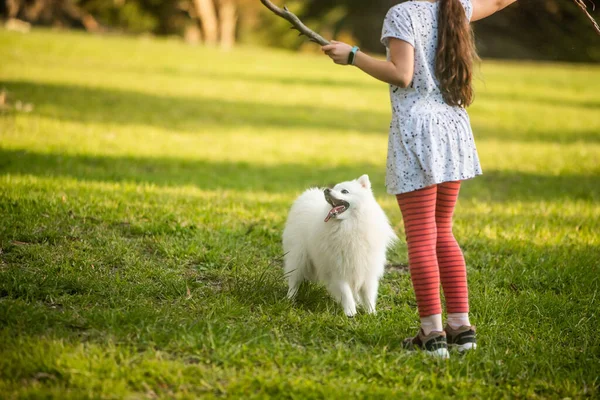 Roztomilý Bílý Pes Japonec Spitz Štěně Hrát Venku Rodinou — Stock fotografie