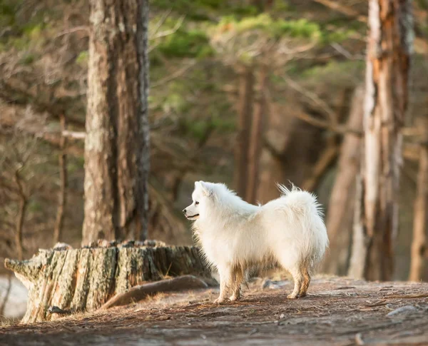 Cute White Dog Japanese Spitz Puppy Outdoors — Stock Photo, Image