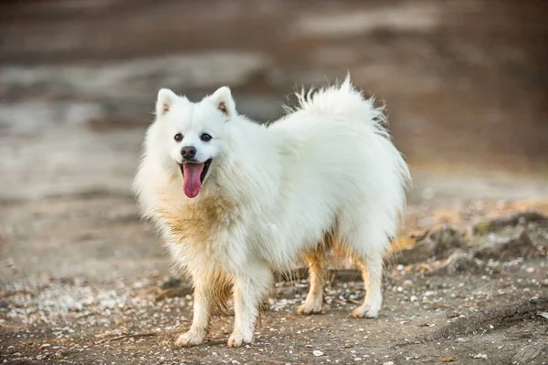 可愛い白い犬日本のスピッツ子犬屋外 — ストック写真