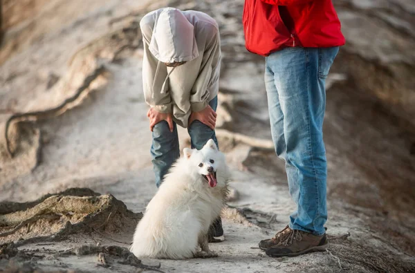 Carino Bianco Cane Giapponese Spitz Cucciolo Giocare All Aperto Con — Foto Stock