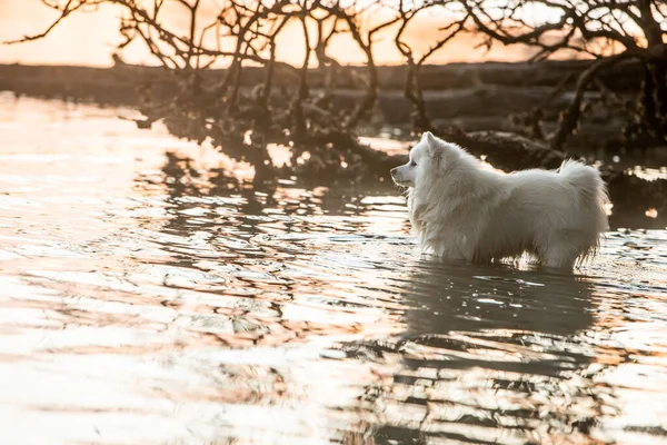 Carino Bianco Cane Giapponese Spitz Cucciolo All Aperto — Foto Stock