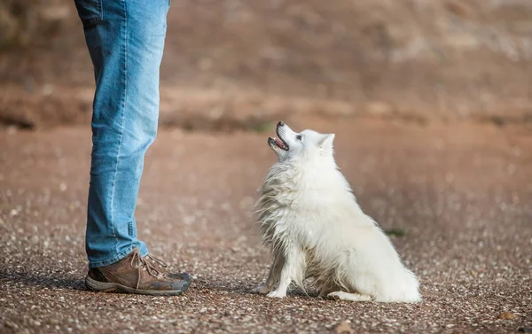 Lindo Blanco Perro Japonés Spitz Cachorro Jugando Aire Libre Con — Foto de Stock