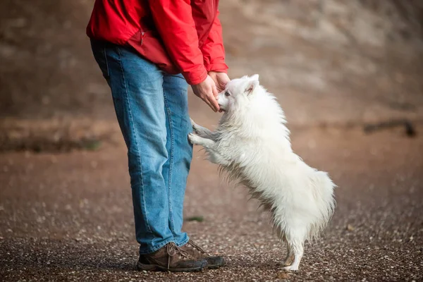 Carino Bianco Cane Giapponese Spitz Cucciolo Giocare All Aperto Con — Foto Stock