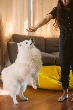 Beyaz köpek yavrusu Japon köpeğinin portresi evde kızla oynuyor.