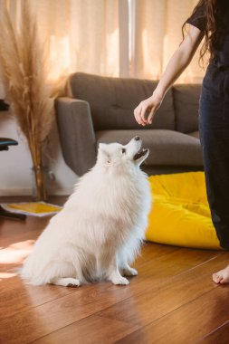 Beyaz köpek yavrusu Japon köpeğinin portresi evde kızla oynuyor.
