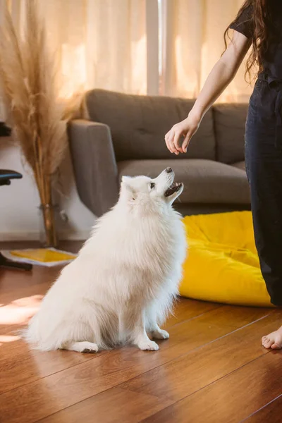 Porträtt Vit Valp Japansk Spitz Hund Leker Med Flicka Hemma — Stockfoto