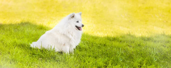 Bedårande Vit Hund Japansk Spitz Valp Naturlig Bakgrund — Stockfoto