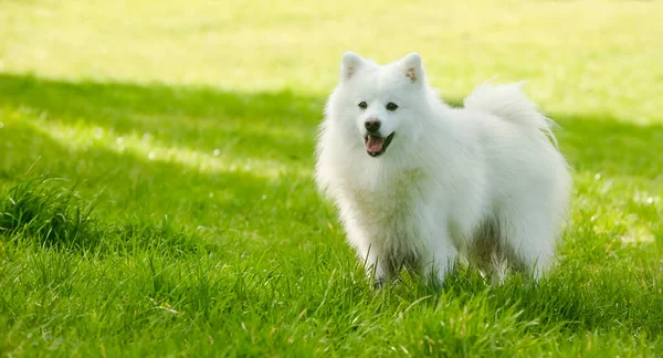 Adorable White Dog Japanese Spitz Puppy Natural Background — Stock Photo, Image