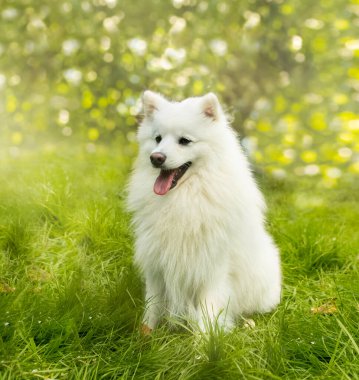 Doğal arka planda beyaz köpeğin açık hava portresi. Yürüyüşe çıkmış sağlıklı Japon köpek yavrusu.