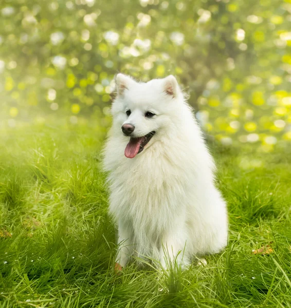 自然を背景にした白い犬の屋外肖像 散歩中の幸せな健康的な日本のスピッツ子犬 — ストック写真