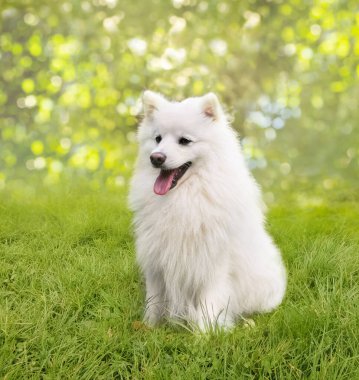 Doğal arka planda beyaz köpeğin açık hava portresi. Yürüyüşe çıkmış sağlıklı Japon köpek yavrusu.