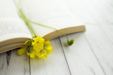 Sarı bahar çiçekleri beyaz ahşap arka plan üzerine bir kitap, okuma konsepti, keyifli sabah havası