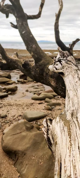 Tronco seco del árbol caído en la playa de rocas en un día nublado —  Fotos de Stock