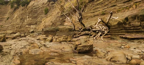 Tronco seco del árbol caído en la playa de rocas en un día nublado — Foto de Stock