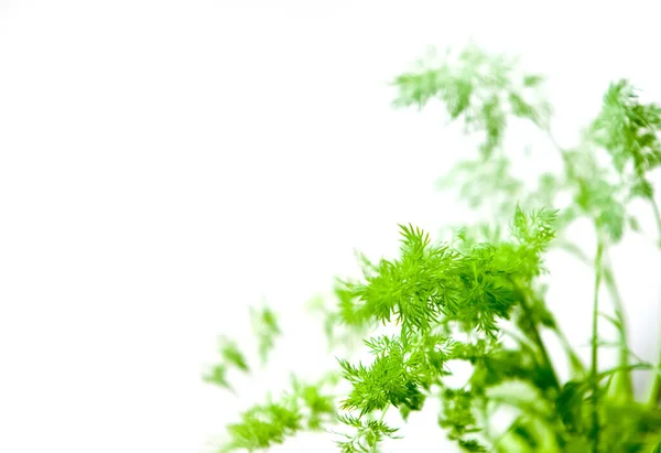 Planta verde fresco no fundo borrado, jardim em casa, vegetação em casa, cuidar de plantas — Fotografia de Stock