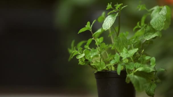 Verse groene plant op wazige achtergrond, home garden, groen thuis, verzorgen van planten — Stockvideo