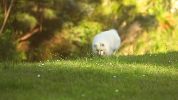 Doğal arka planda beyaz köpeğin açık hava portresi. Yürüyüşe çıkmış sağlıklı Japon köpek yavrusu. — Stok video