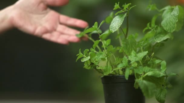 Färsk grön växt på suddig bakgrund, hem trädgård, grönska hemma, ta hand om växter — Stockvideo