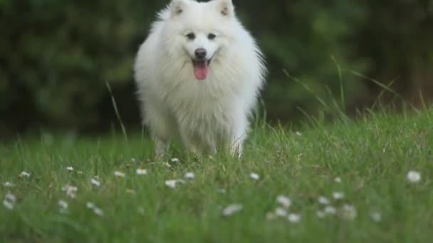 Utomhus porträtt av vit hund på naturlig bakgrund, glad frisk japansk spitz valp på en promenad — Stockvideo