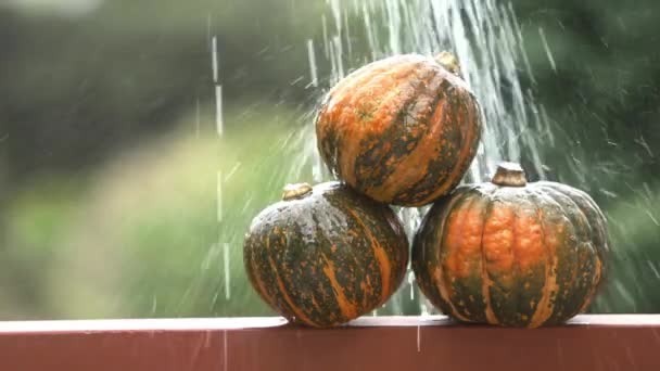 Dynie na rustykalnym drewnianym tle, jesień, dziękczynienie, halloween lub koncepcja zbiorów — Wideo stockowe